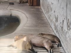 -石家庄市动物园