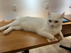 -有猫主题·治愈系猫咖(曾厝垵店)