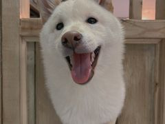 -柴源莊·柴小宠柴犬咖啡