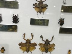 -上海昆虫博物馆