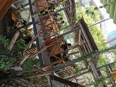 -Rainforest