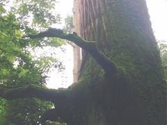 -天目山大树王景区