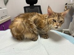 -瑞鹏宠物医院·骨科·猫科·内科(第一中心)