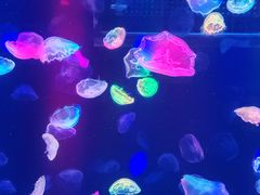 -海合安成都极地海洋公园