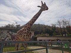 -贵州森林野生动物园