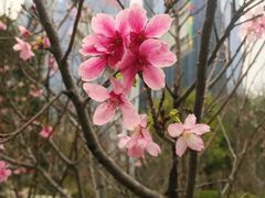 -文华公园(禅城区)