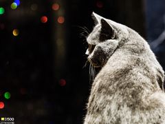 -more than meow吴止猫主题餐厅(承德 中船汇店)