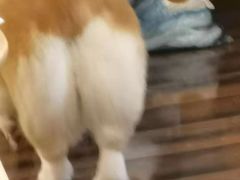 -豆柴町-柴犬主题狗咖(红鼎国际C座店)