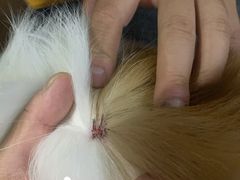 -爱侣宠医·鹦鹉专科·小型哺乳类·异宠专科(灵石路店)