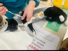 -玖佳宠物医院·泌尿·骨科·中老年病