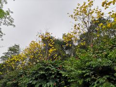 -云溪植物园
