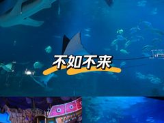 -烟台海昌鲸鲨海洋公园
