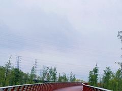 -王借岗森林公园