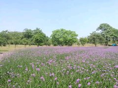 -艾溪湖湿地公园