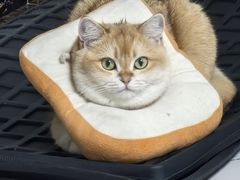 -瑞派福兴宠物医院犬猫全科·骨科·中西医结合(河东店)