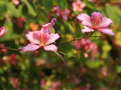 -广东花都湖国家湿地公园