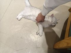 -藏猫猫咖啡主题馆(中央大道店)
