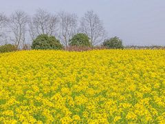 -径山花海