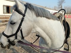 -北京群众马术培训基地