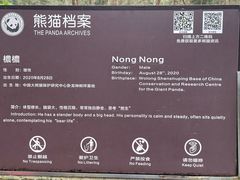 -都江堰中华大熊猫苑