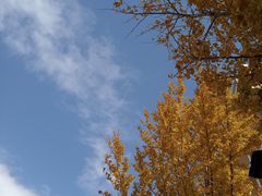 -三里屯东五街银杏大道