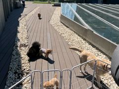 -百好乐宠物友好餐厅(朝外大街店)