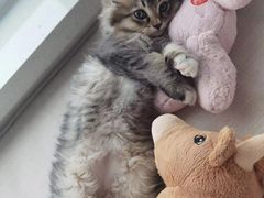 -瑞派宠物医院·中兽医专科(中央商城分院)