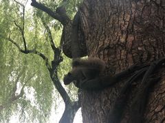 -西湖外事游船(花港观鱼码头)