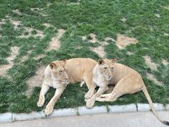 -北京野生动物园