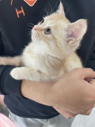 -兔猫ToMoreNails美甲美睫
