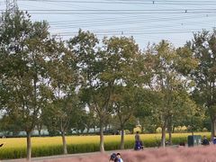 -嘉北郊野公园