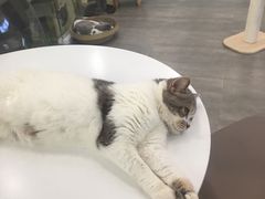 -猫冇咖·家门口的撸猫馆(大融城店)