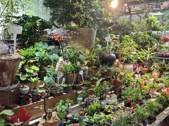 -花鸟鱼虫鲜花绿植市场(玉泉路店)
