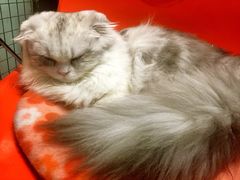 -猫咪博物馆(顶澳仔猫街店)