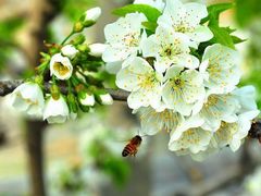 -樱桃山旅游景区