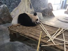 -海南热带野生动植物园