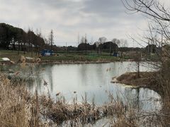 -贡湖湾湿地公园