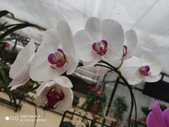 -西部兰花园生态园