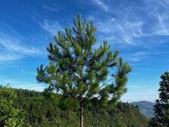 -重庆睡佛山森林公园