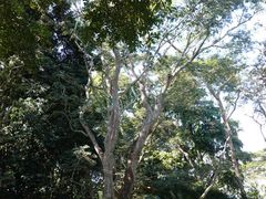 -中国科学院西双版纳热带植物园