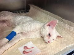 -瑞派福兴宠物医院犬猫全科·骨科·中西医结合(河东店)