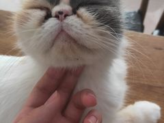 -平行世界·猫咖(首经贸店)