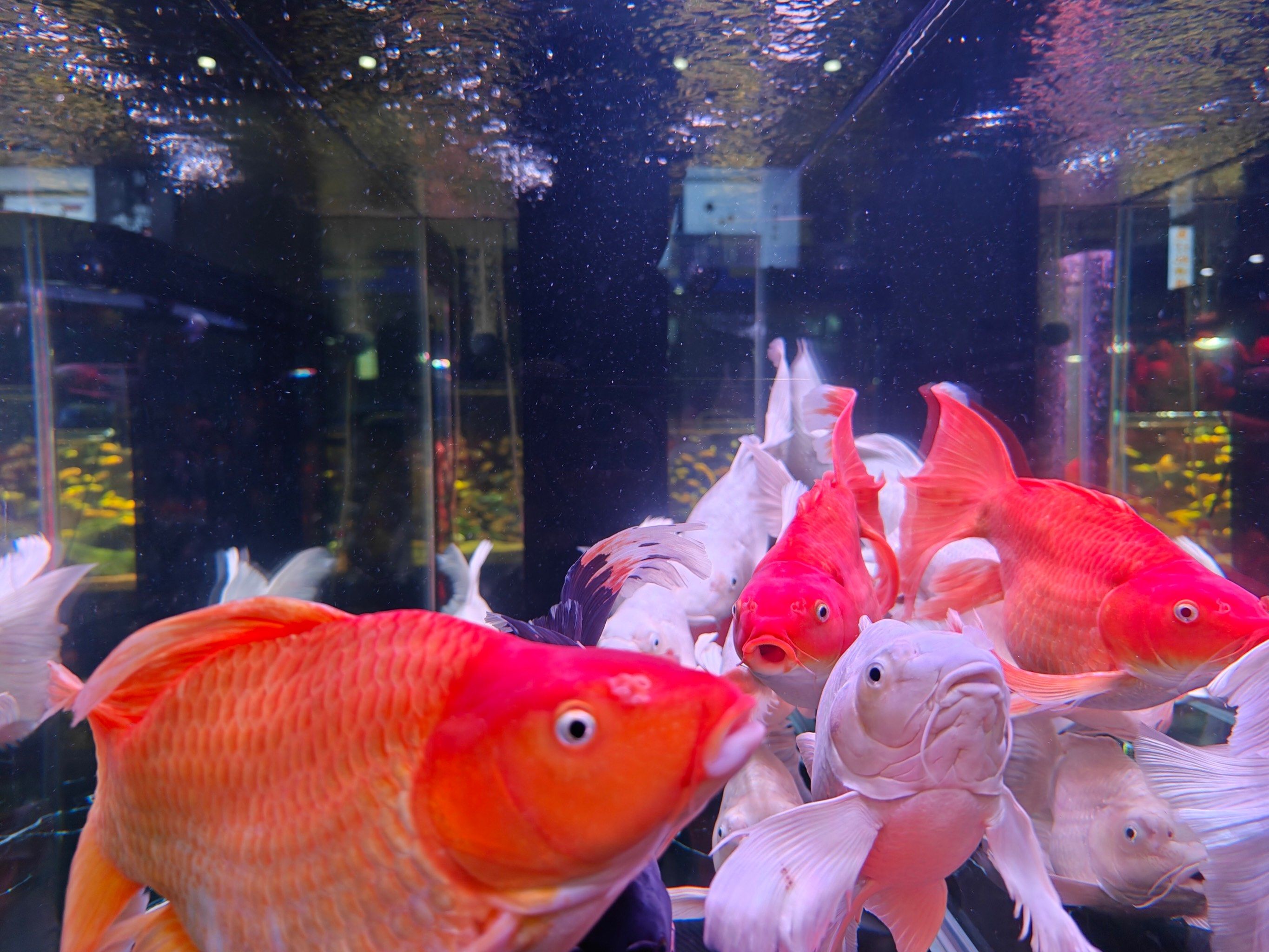 怎么大家都以为锦鲤鱼好养?其实养好真不容易呀