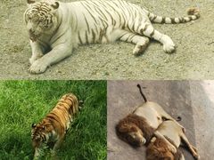 -大连森林动物园