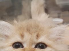 -袖虎·猫馆(体育西路店)