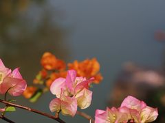 -海珠湖公园