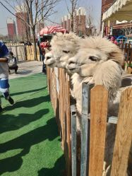 -萌宠亲子动物乐园(槐房万达店)