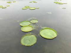 -荷塘月色湿地公园·向阳花洲