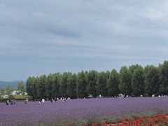 -富田农场