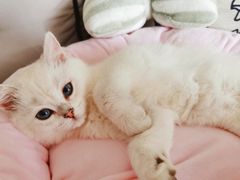 -lincat·猫舍(广州店)
